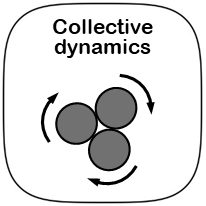 Collective dynamics